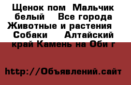 Щенок пом. Мальчик белый  - Все города Животные и растения » Собаки   . Алтайский край,Камень-на-Оби г.